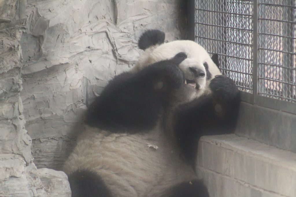 One of the many pandas in the zoo