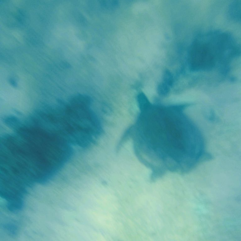 Sea Turtle