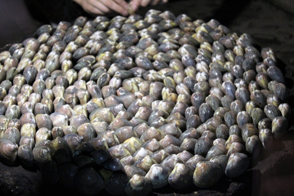 stone table full of clams ready to be cooked in gasoline.