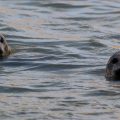 Two Seals at Forvie Sands