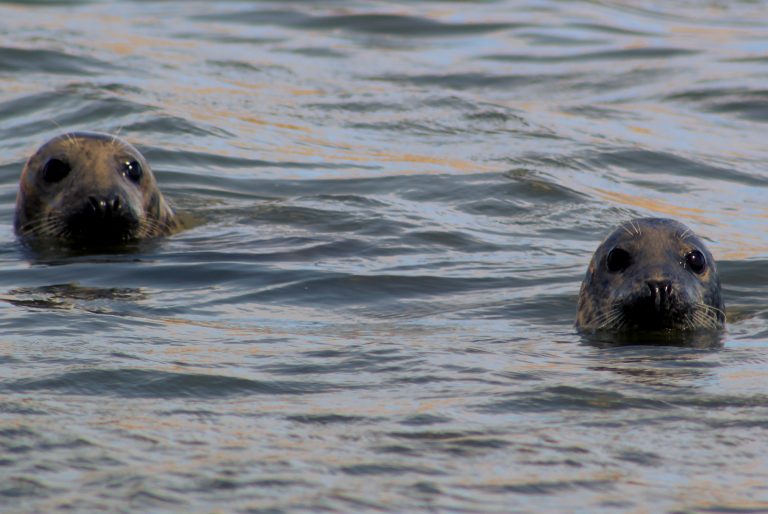 Spotting Seals at Forvie Sands