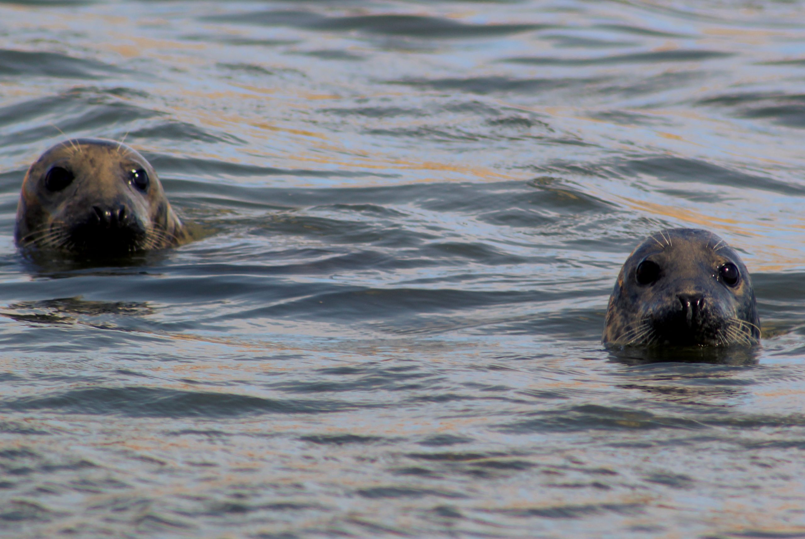 Two Seals at Forvie Sands