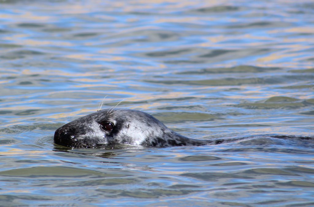 A swimming seal at Forvie Sands