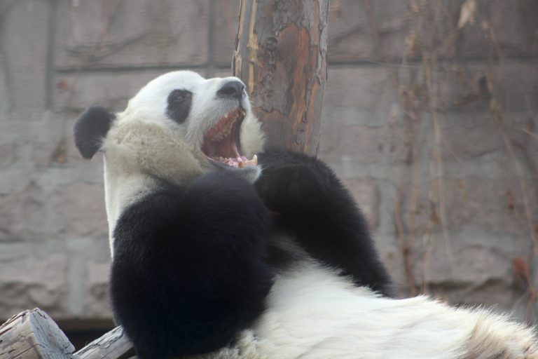 Visiting the Pandas in Beijing