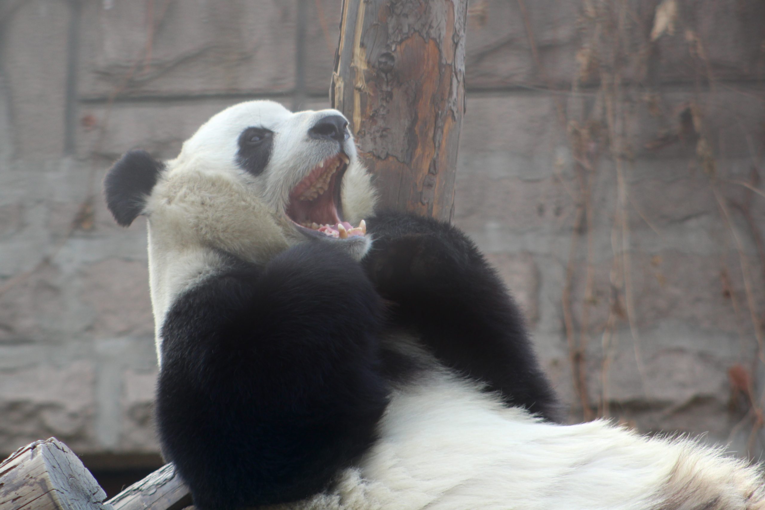 Laughing Panda in Beijing Zoo