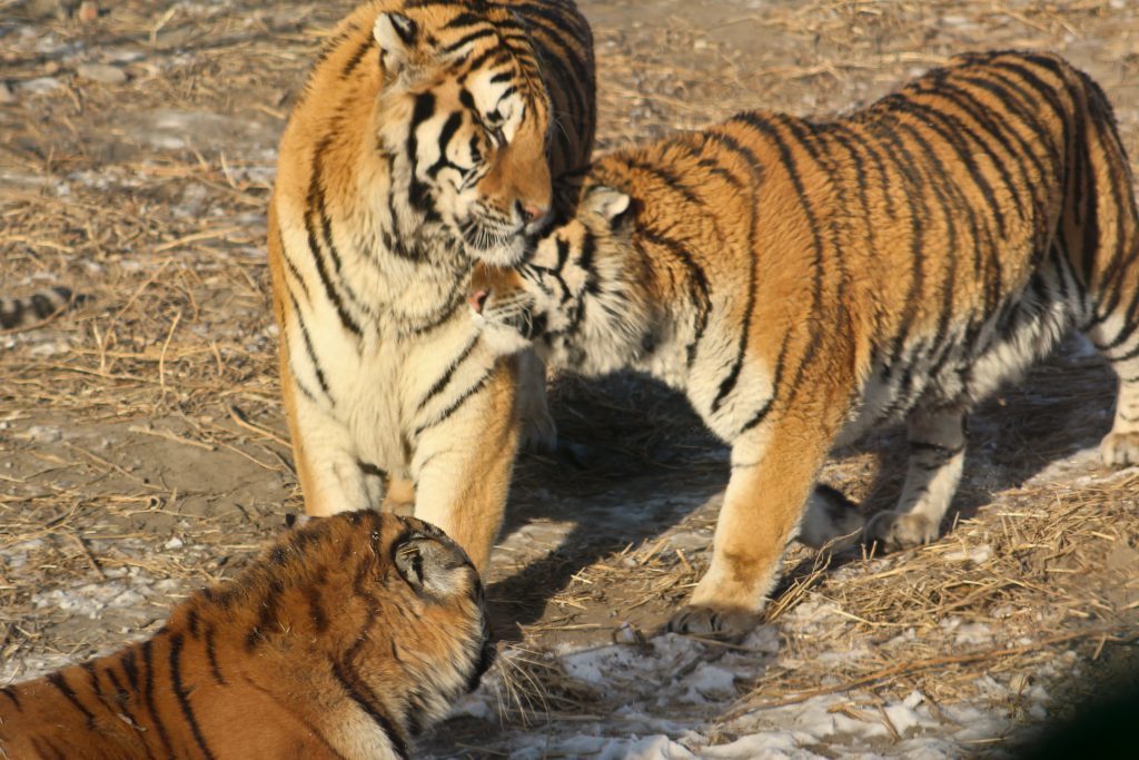 Some tigers in the park