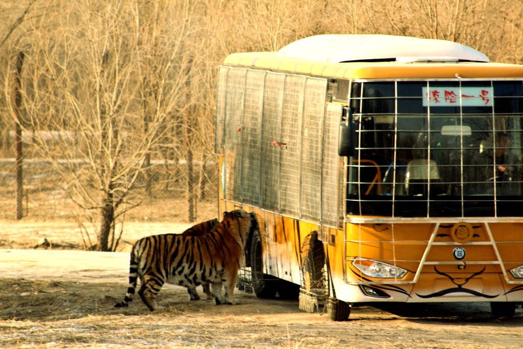 The tour bus stopping to let tourists feed meeat to the tigers at the Siberian Tiger Park