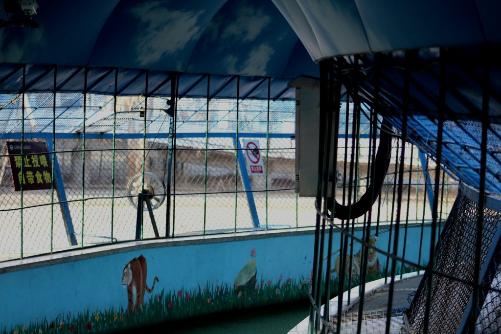 Viewing area of the Siberian Tiger Park