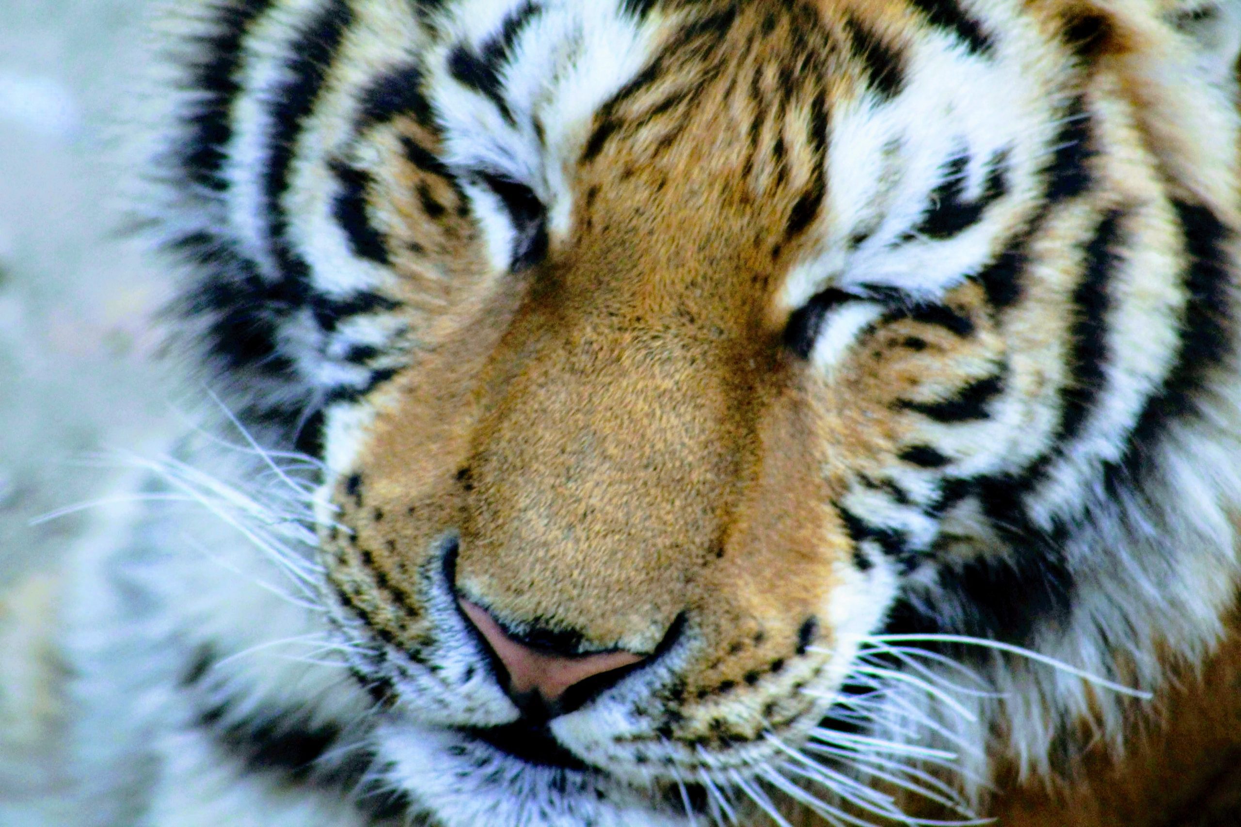 Close up of a Siberian Tiger