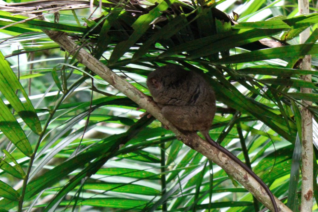 A sleeping Tarsier in the conversation area