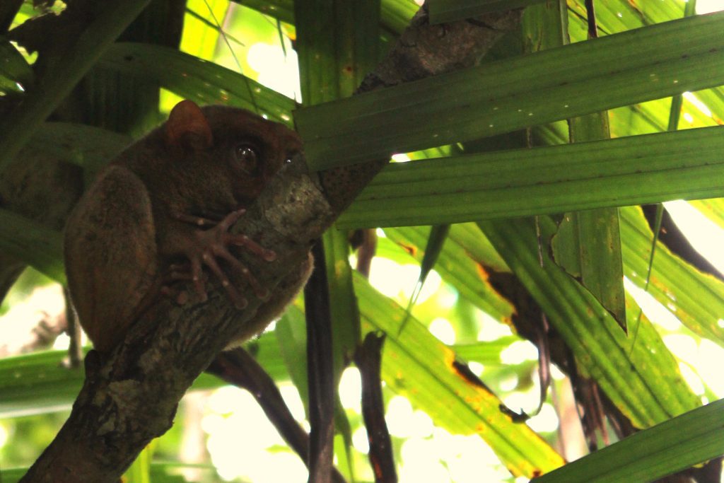 A Tarsier with its eyes open