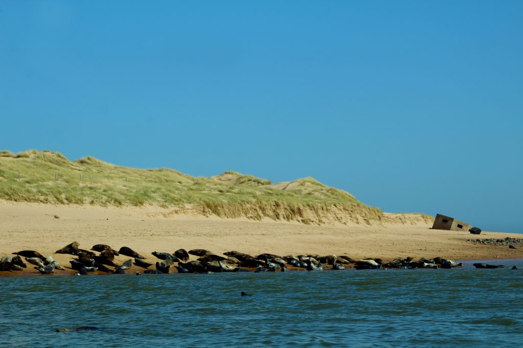 Seals basking on the beach in Aberdeenshire