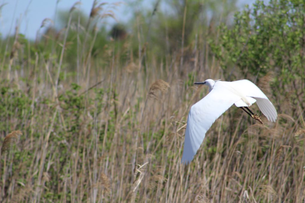 Photo of a black winged stilt bird with wings spread out.