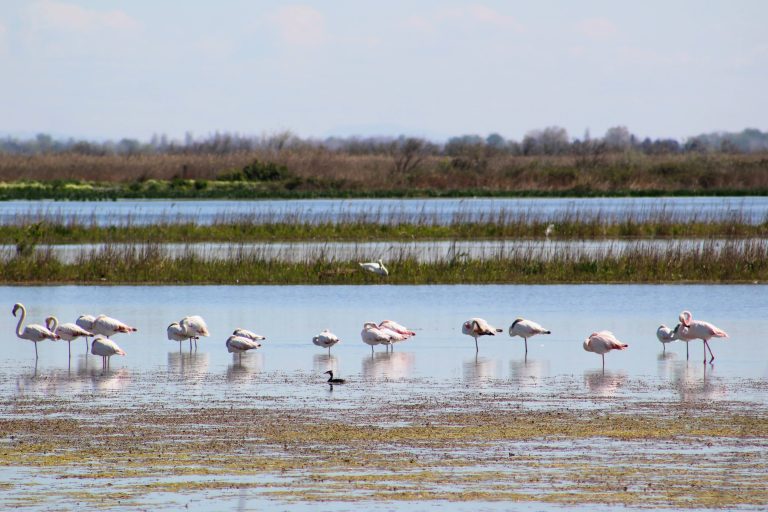 A Day Trip to the Camargue