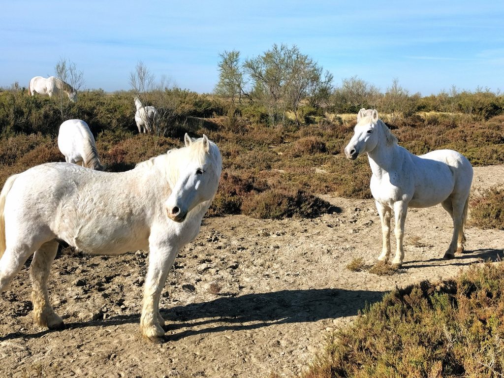Photo showing two white Camargue horses looking off to the left, with several more horses in the background.