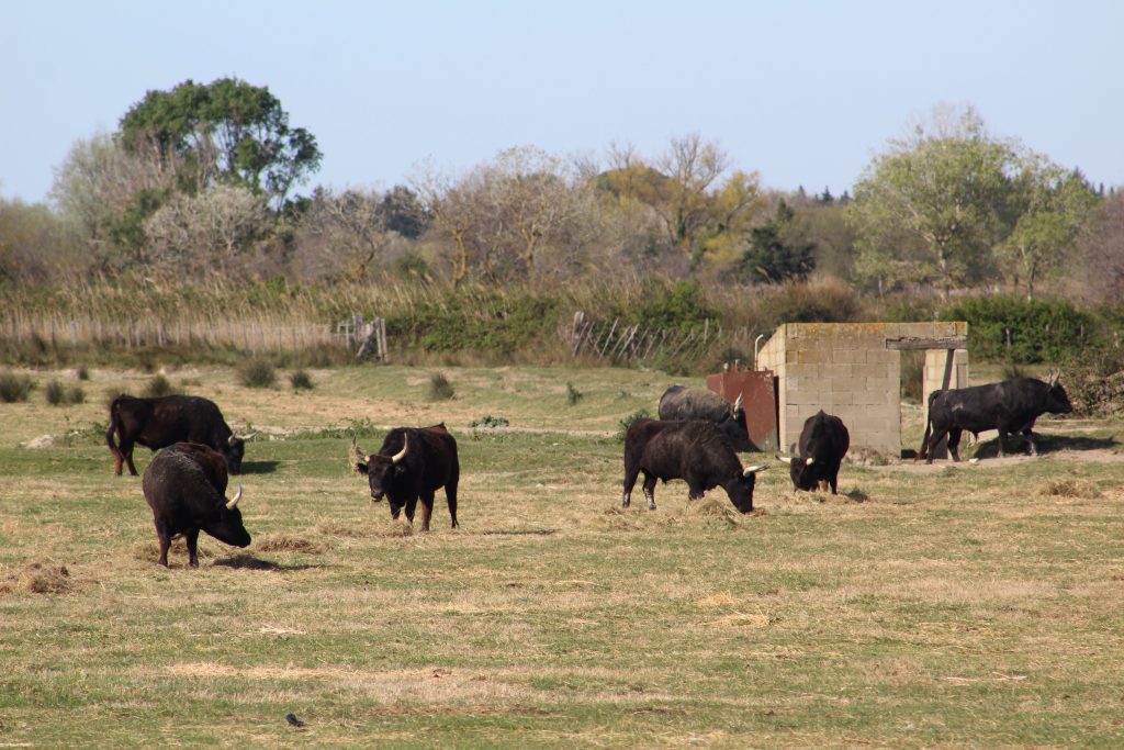 Photo of bulls grazing in a field.