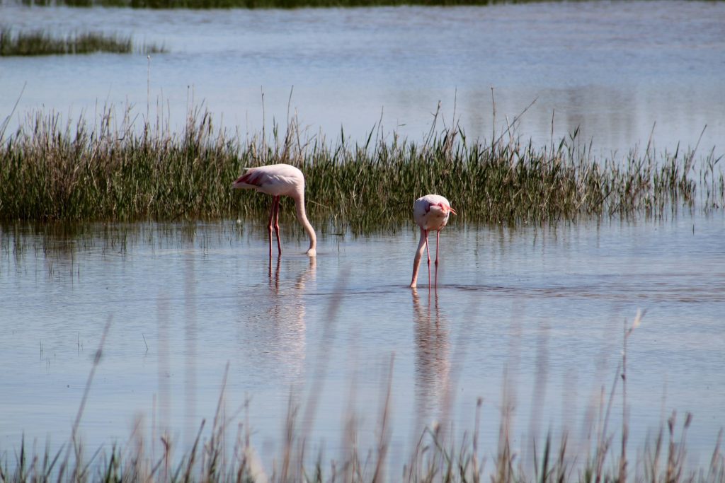 Photo of two flamingos with their heads down in the water.