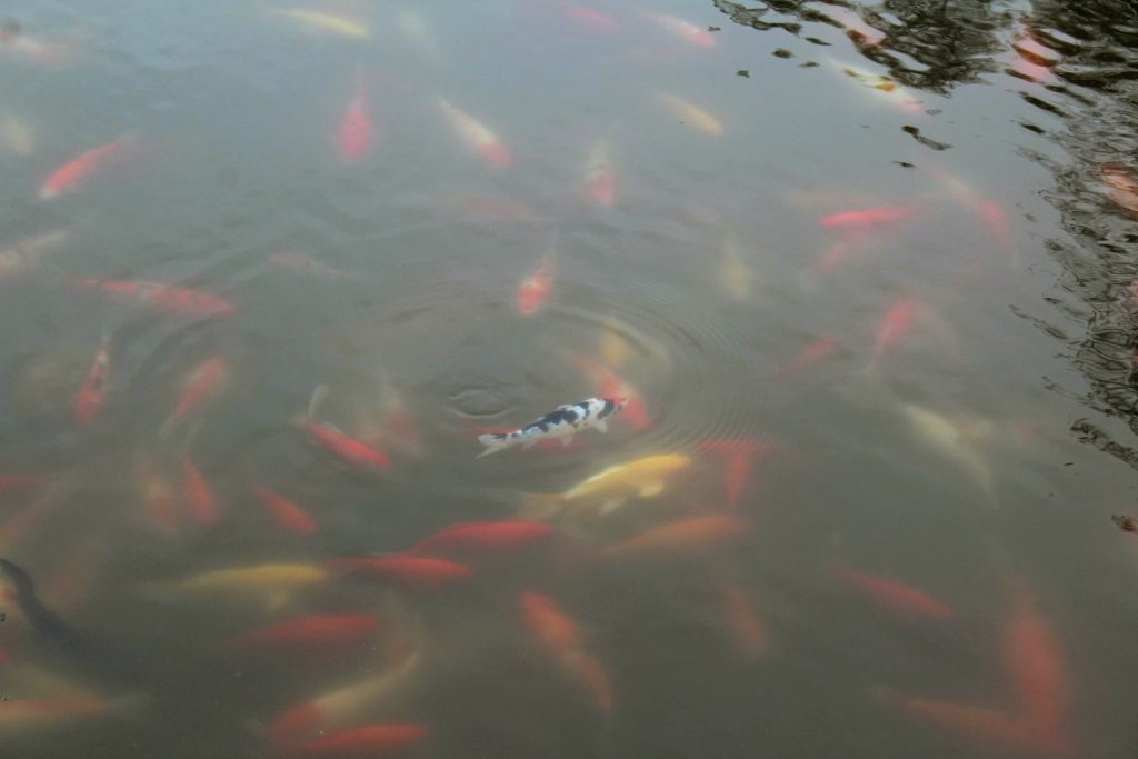 Photo of a large amount of koi fish swimming in water.