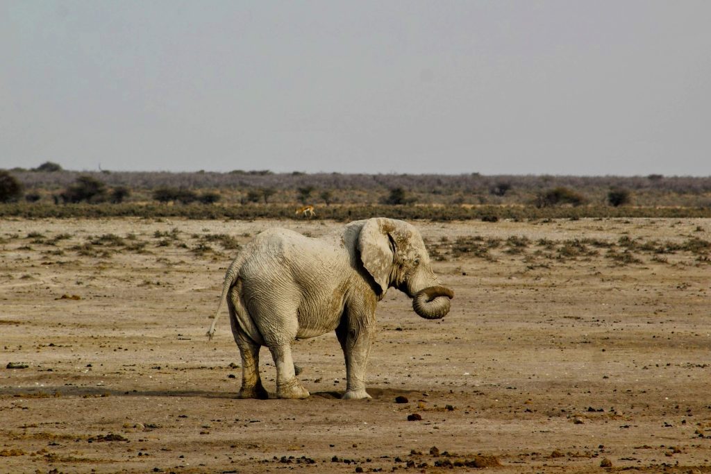 Photo of a single elephant curling his trunk, in the background is an antelope.