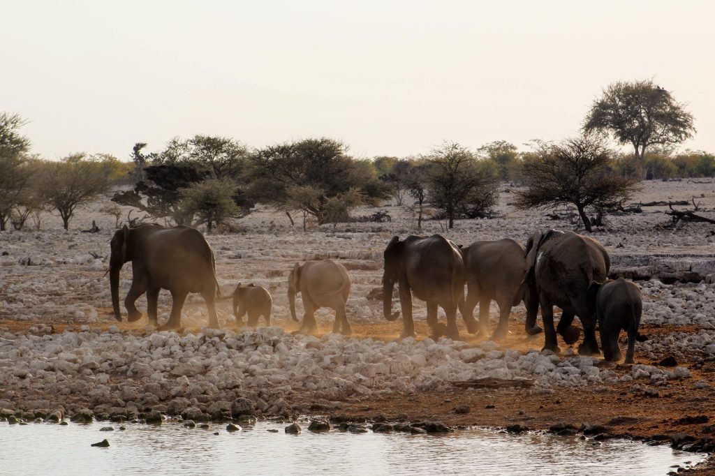 Photo showing 7 elephants walking away from the Okaukeujo watering hole.