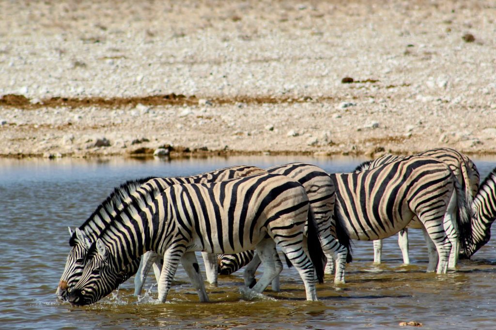 Photo of a group of zebras drinking from a watering hole in Etosha