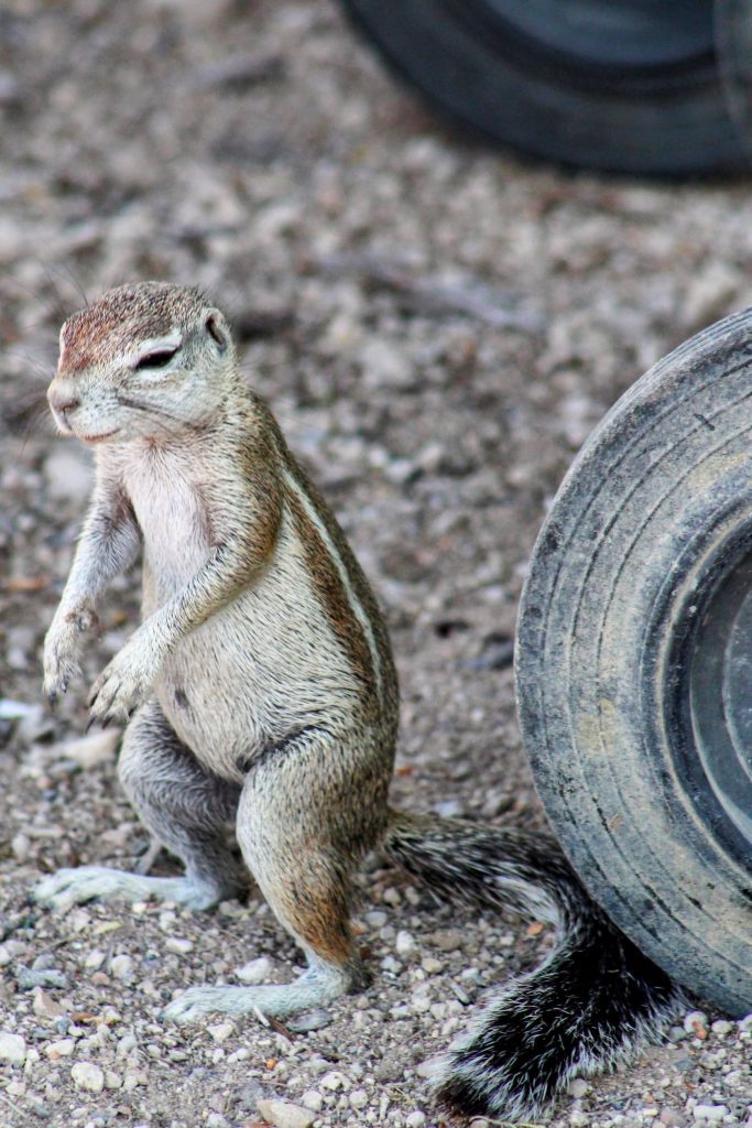 Photo of a ground squirrel at the Etosha campsite