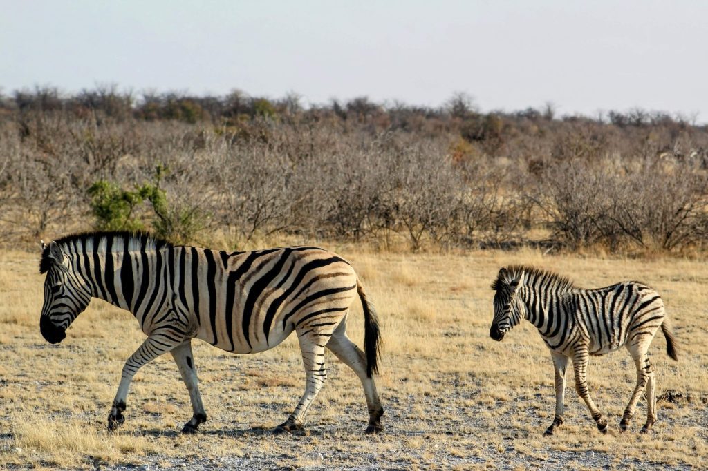 Photo of two zebras, one adult and one baby,