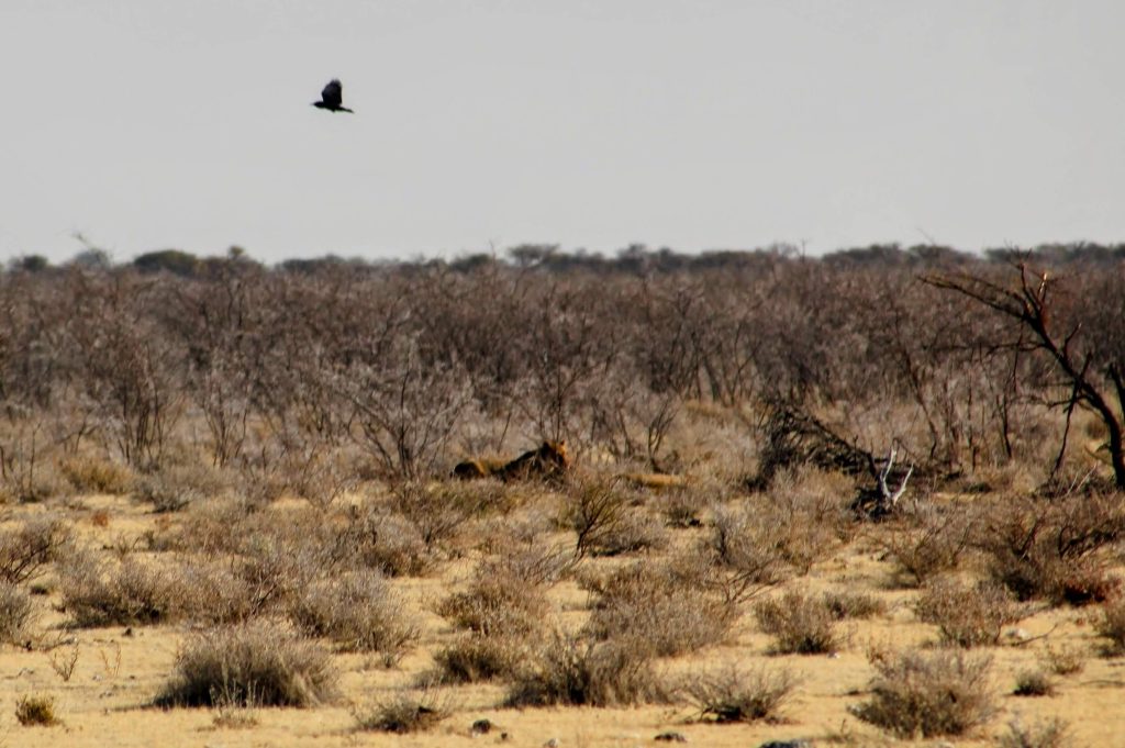 Photo of a lion in the distance