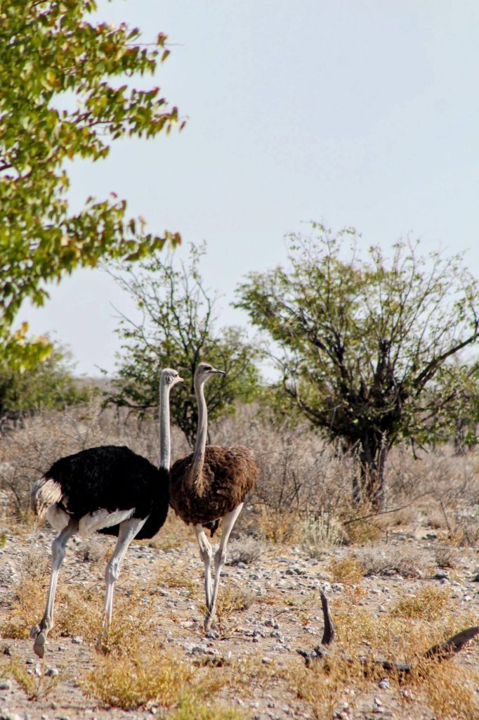 Two ostriches at Etosha