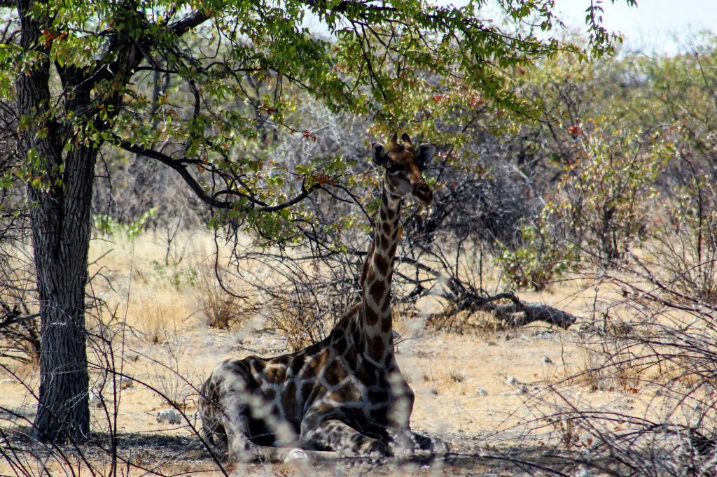 Photo of a giraffe sitting down