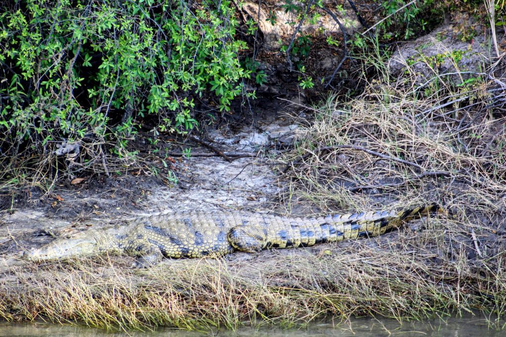 Photo of a well-camoflaged crocodile on the banks of the Zambezi