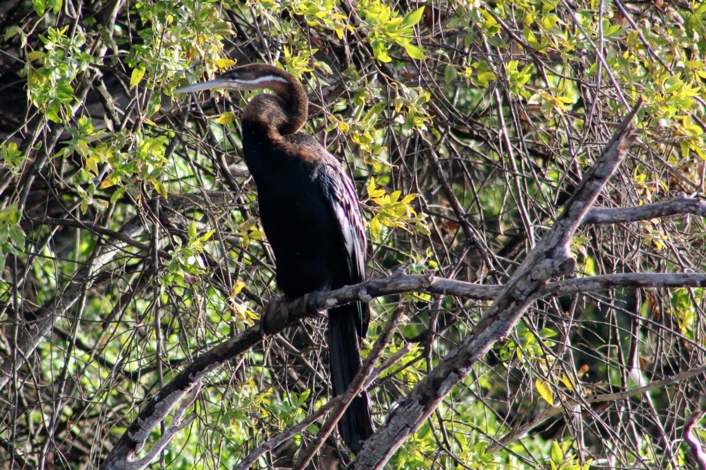 Photo of an African Water Darter sitting on a branch.