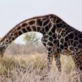 Photo of giraffe bending over to eat.