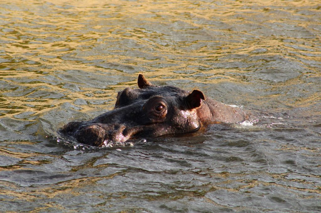 Photo of the head of a hippo in the Zambezi river.