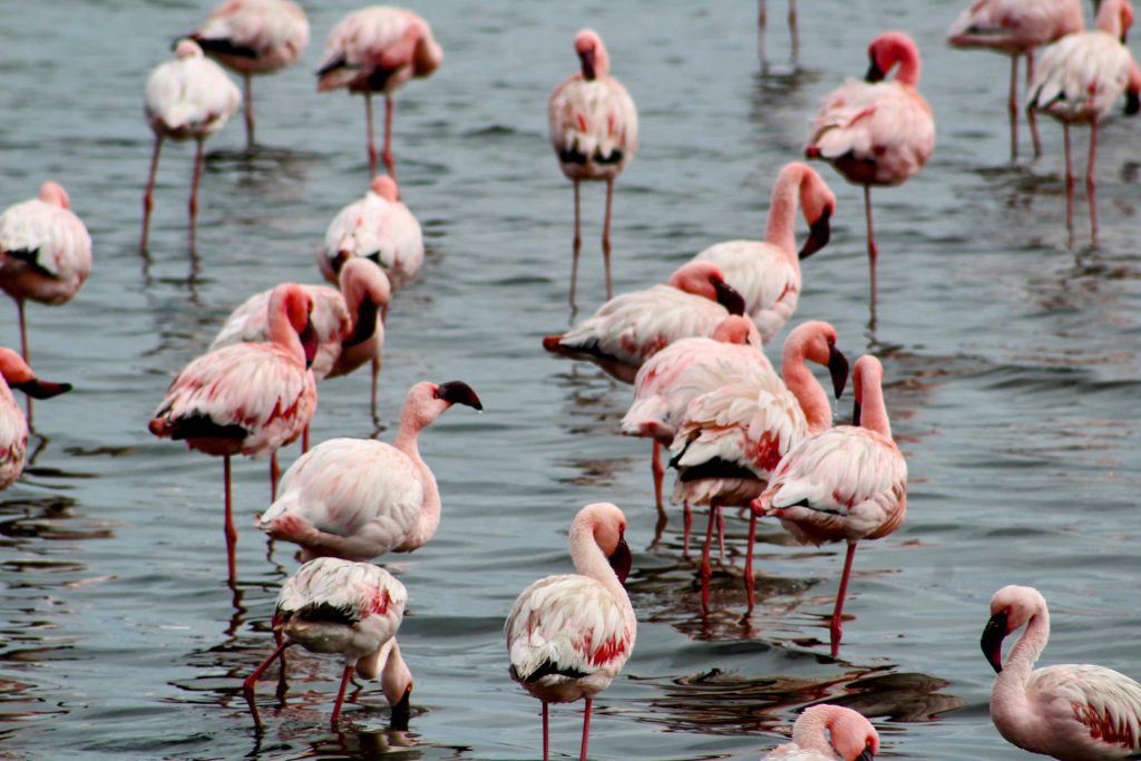 Photo showing a large amount of flamingos standing in water.