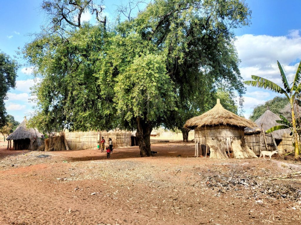 Photo of a large tree with some children underneath. In the background are traditional Zambian huts. 