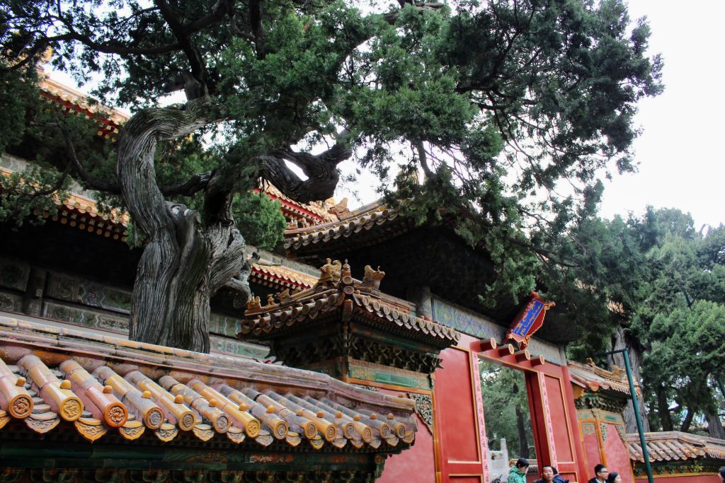 Photo of a gate leading out of the Forbidden City. There is an old tree growing next to it.