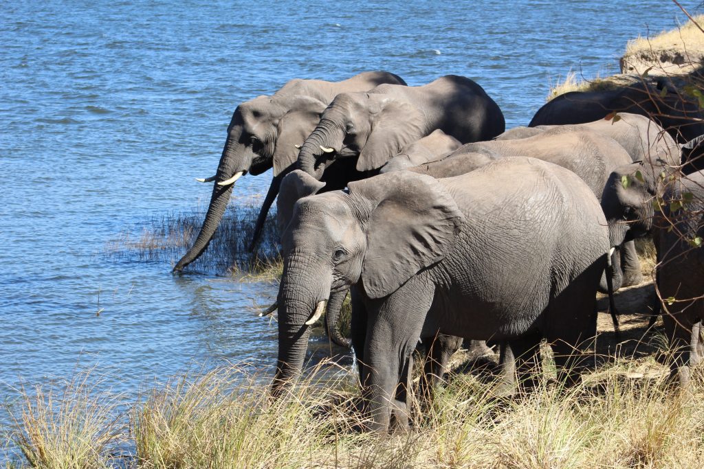 Photo of a group of elephants standing in dry grass at the bank of a river. Several elephants have their trunks in the water. The elephants are so close together it's hard to count but there are at least 5 of them.