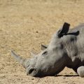 Photo of the head of a rhino. It is lying down on the ground, with it's chin touching the ground. You can see the ears and one front leg.