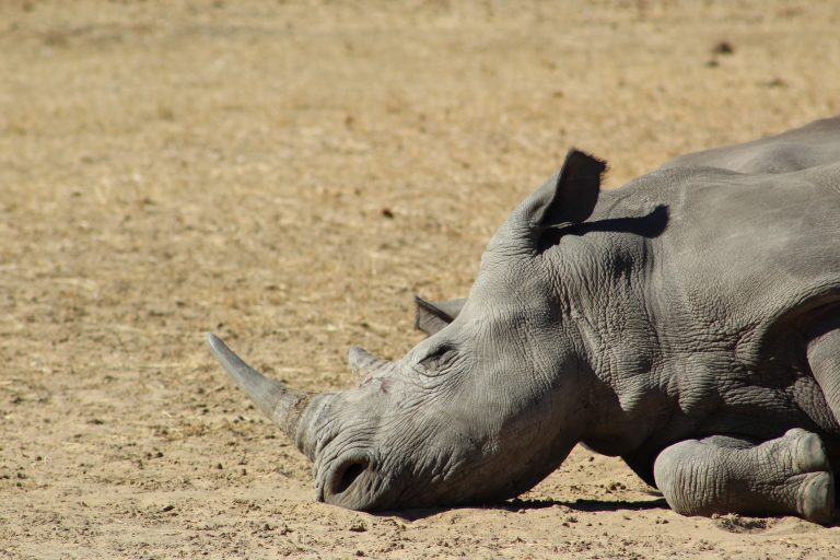 A Rhino Walk in Livingstone