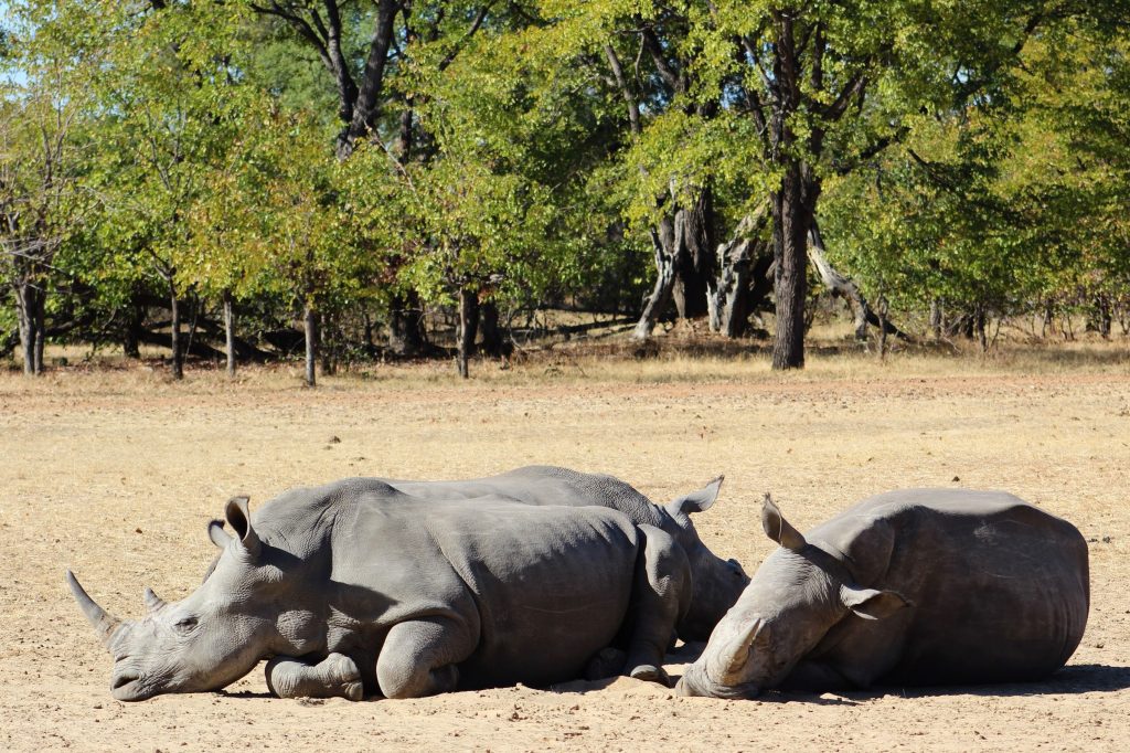 Photo showing three rhinos lying sleeping on the ground. Two are in front, with the third behind one of them so you can only see their ears. One rhino in front has their face in full profile so you can see an eye while the other rhino is facing towards the camera.