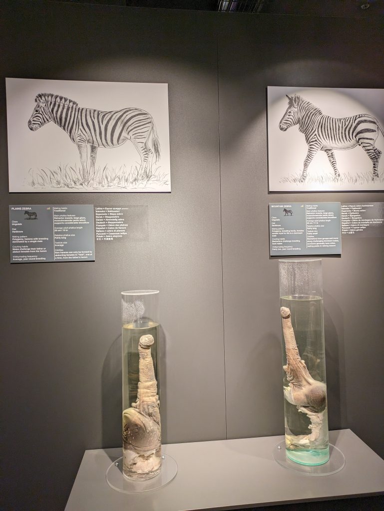 Photo of two zebra penises in clear containers with a preserving liquid. Above each is artwork of a zebra and an information box about each one. The image is too far back to read the text, other than seeing that the one on the right says Mountain Zebra and the one on the left says Plains Zebra. 