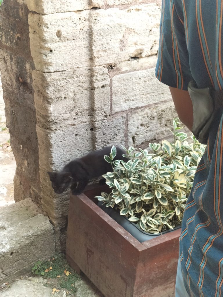 Photo of a small black kitten standing on a plant pot. To the right is the back of somebody standing and on the left is a stone doorway. 