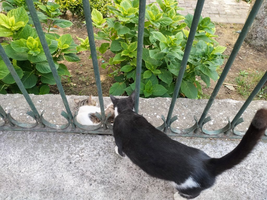 Photo of a black cat sticking their head through some railings where another cat is curled up on the wall.