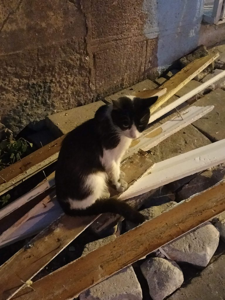 Photo of a black and white cat sitting on some planks of wood that are lying on top of some rocks. The planks have several long nails pointing upwards.