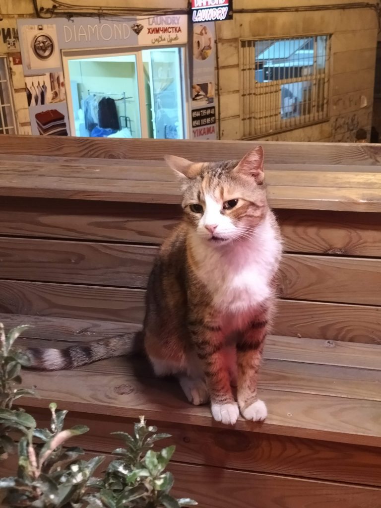 Photo of a cat sitting on a wooden bench. Behind the bench is a laundry shop. In front of the cat is the top of some plants.