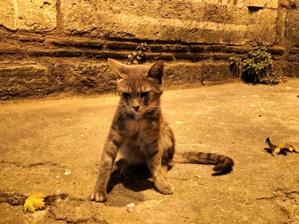 Photo of a cat sitting on the ground. The lighting is quite dim, suggesting it is taken late at night. 