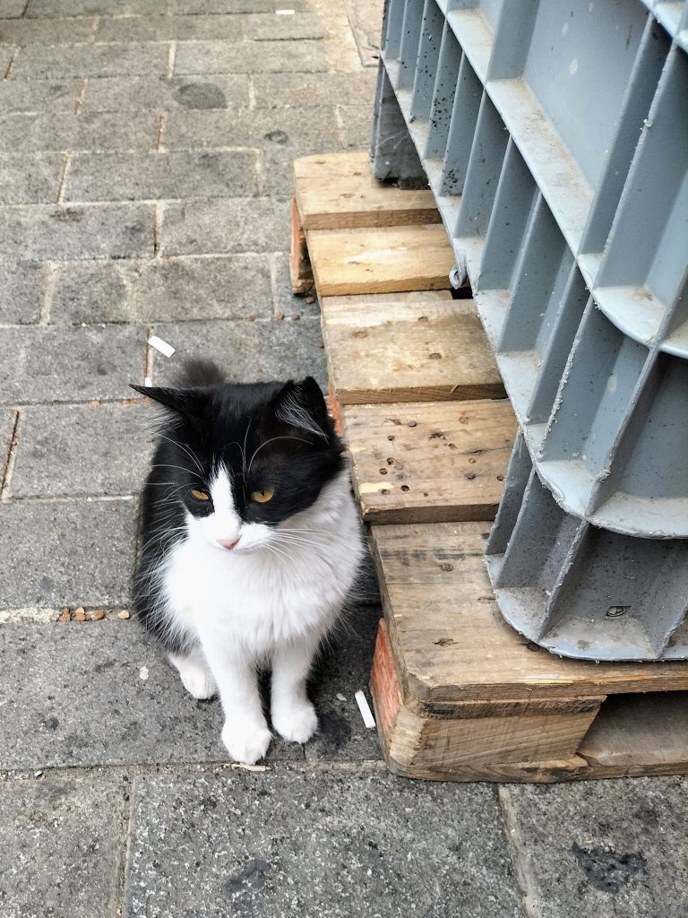 Photo of a fluffy black and white cat sitting on the ground next to a wooden pallet.