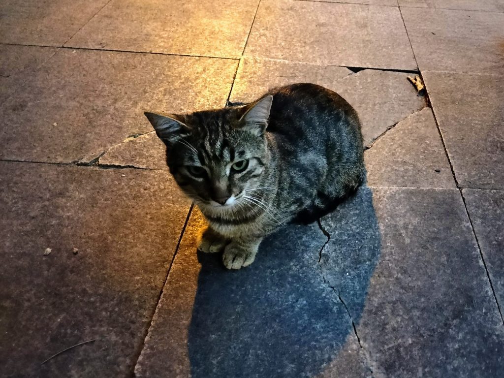 Photo of a cat sitting in the middle of a pavement. The cat is quite small with some stripes on the back and face. The expression on the cats face looks like it's telling you that it's not going to move.