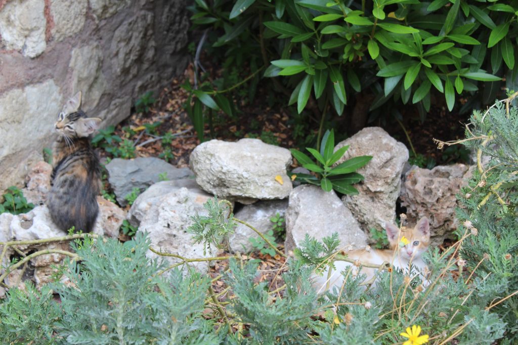 Photo of a small kitten sitting on a small garden border wall made out of rocks. Behind the wall is a green plant. In front of the wall is some more greenery and on the right is a small orange kitten partially hidden by the greenery.